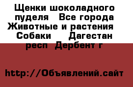 Щенки шоколадного пуделя - Все города Животные и растения » Собаки   . Дагестан респ.,Дербент г.